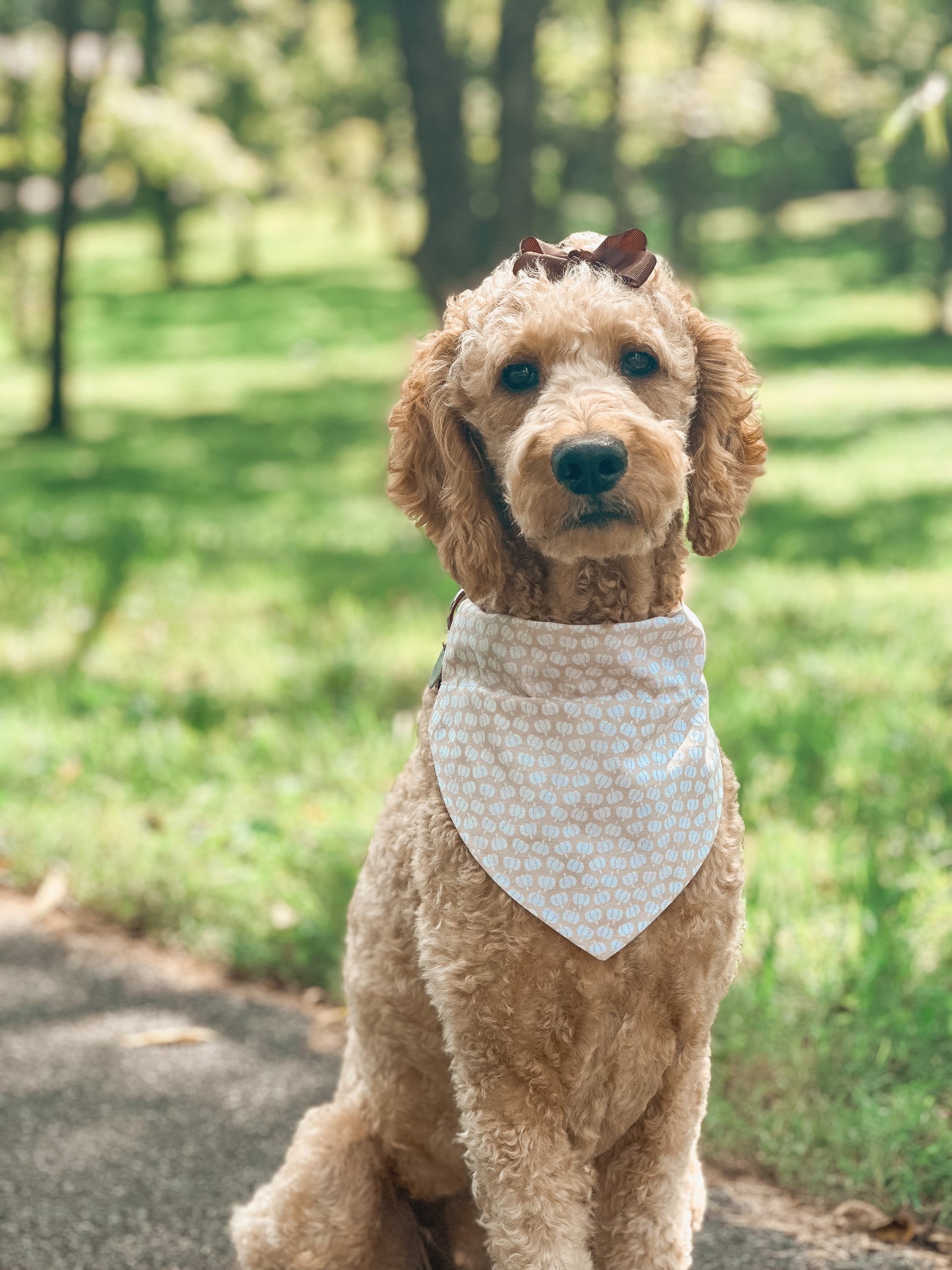 pawtumn