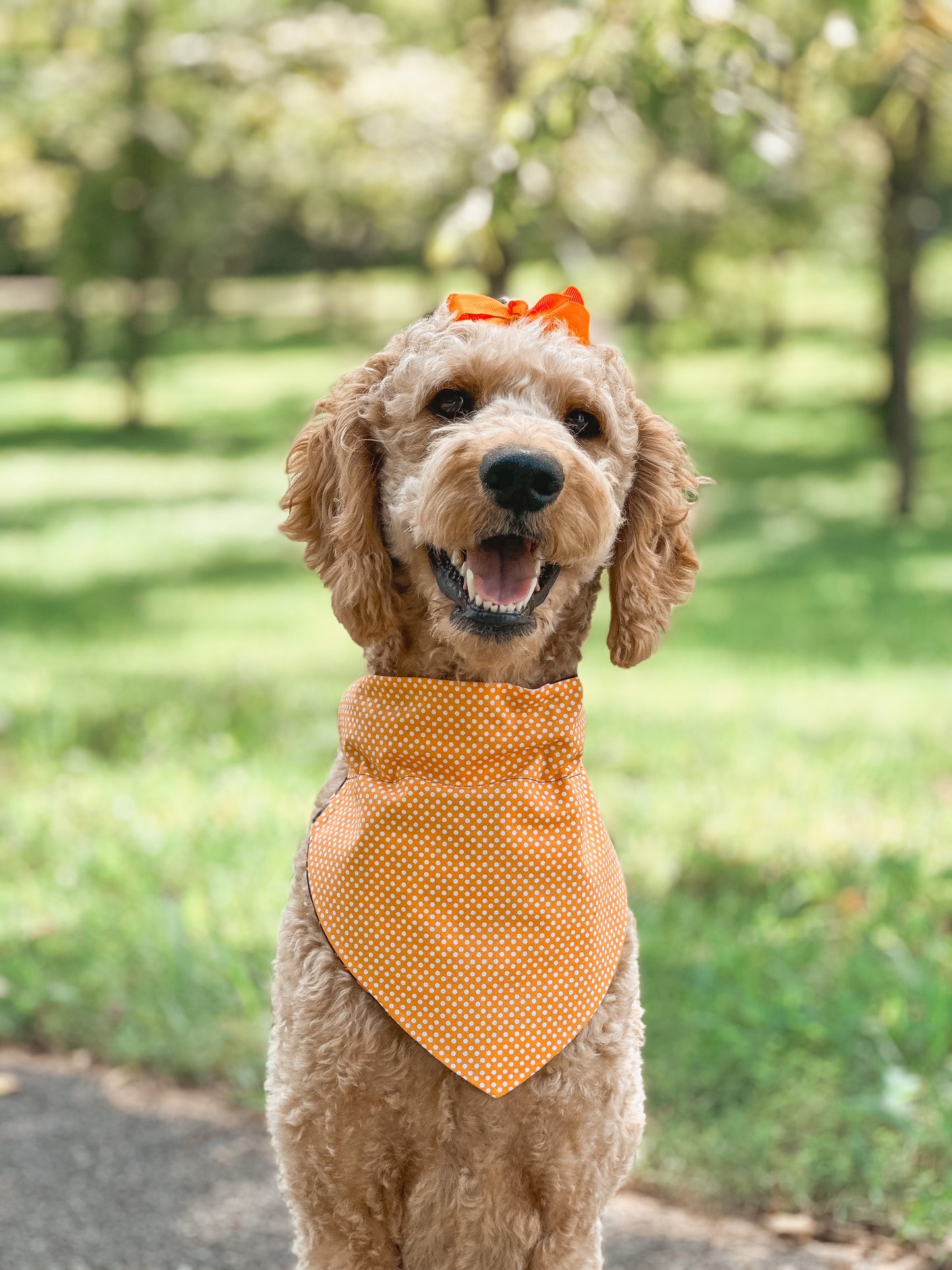pawpkin patch