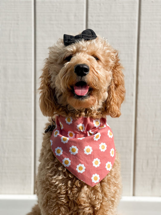 Daisy days