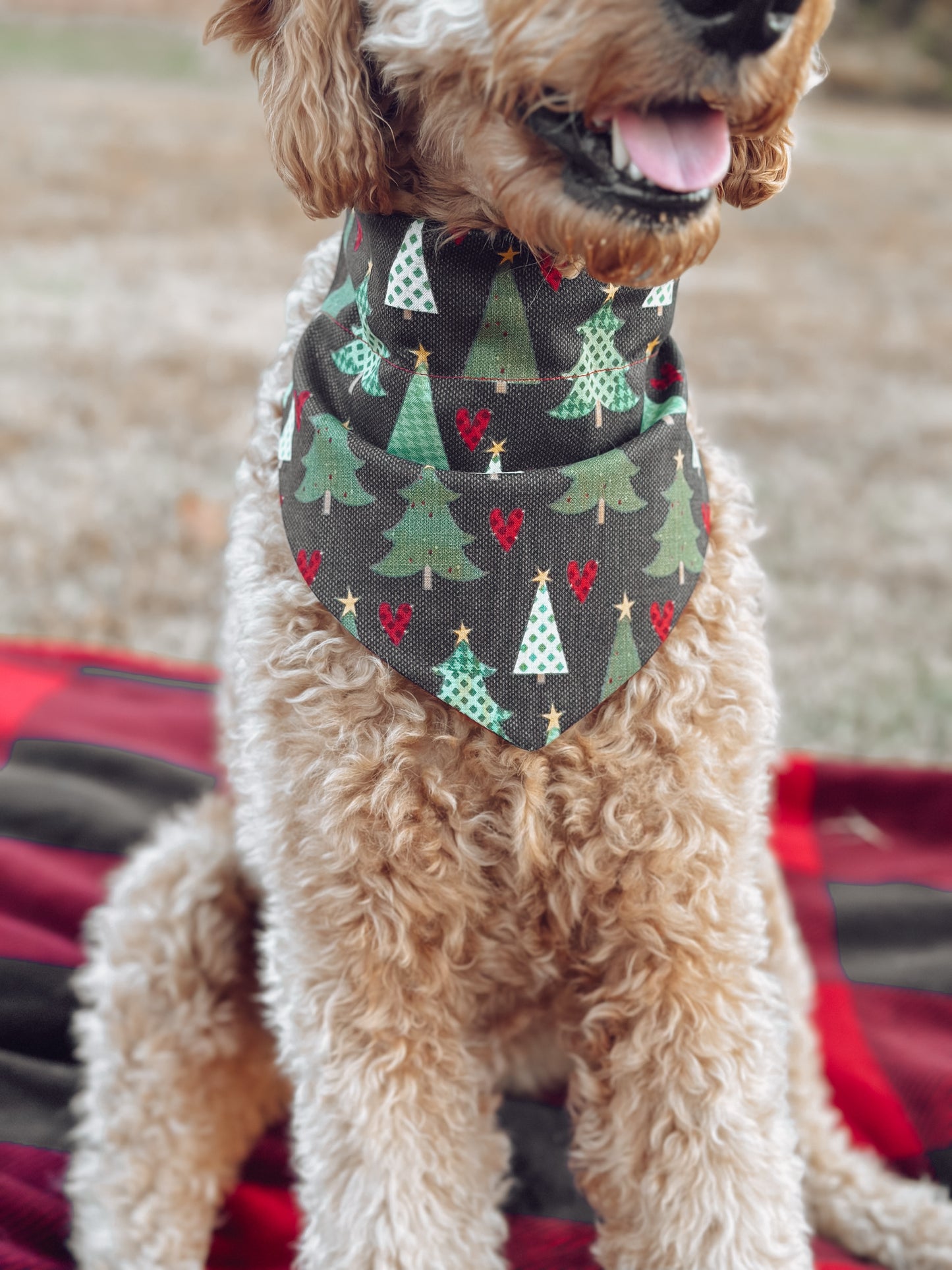 Christmas tree farm