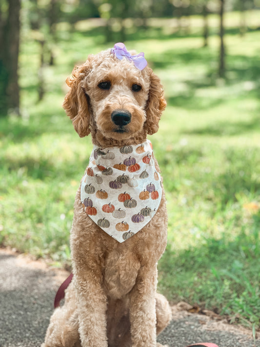 pawpkin spice