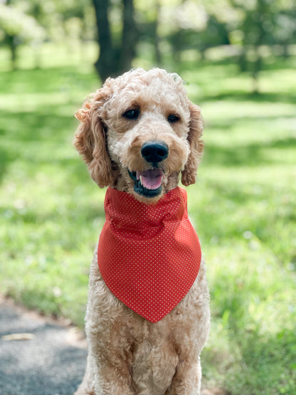 pawpkin spice