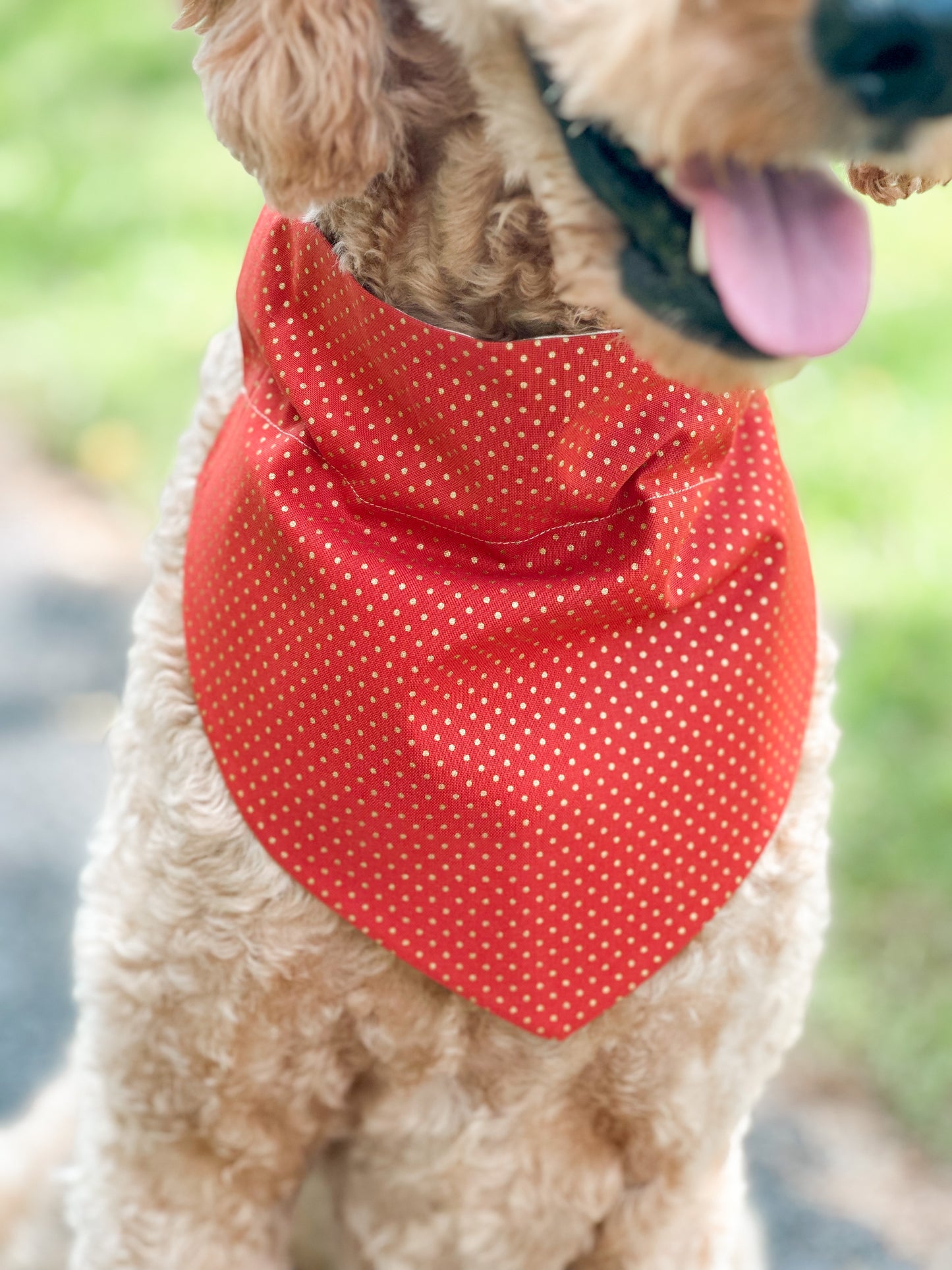 pawpkin spice