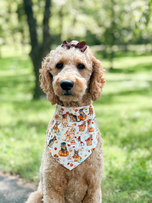 pawtumn