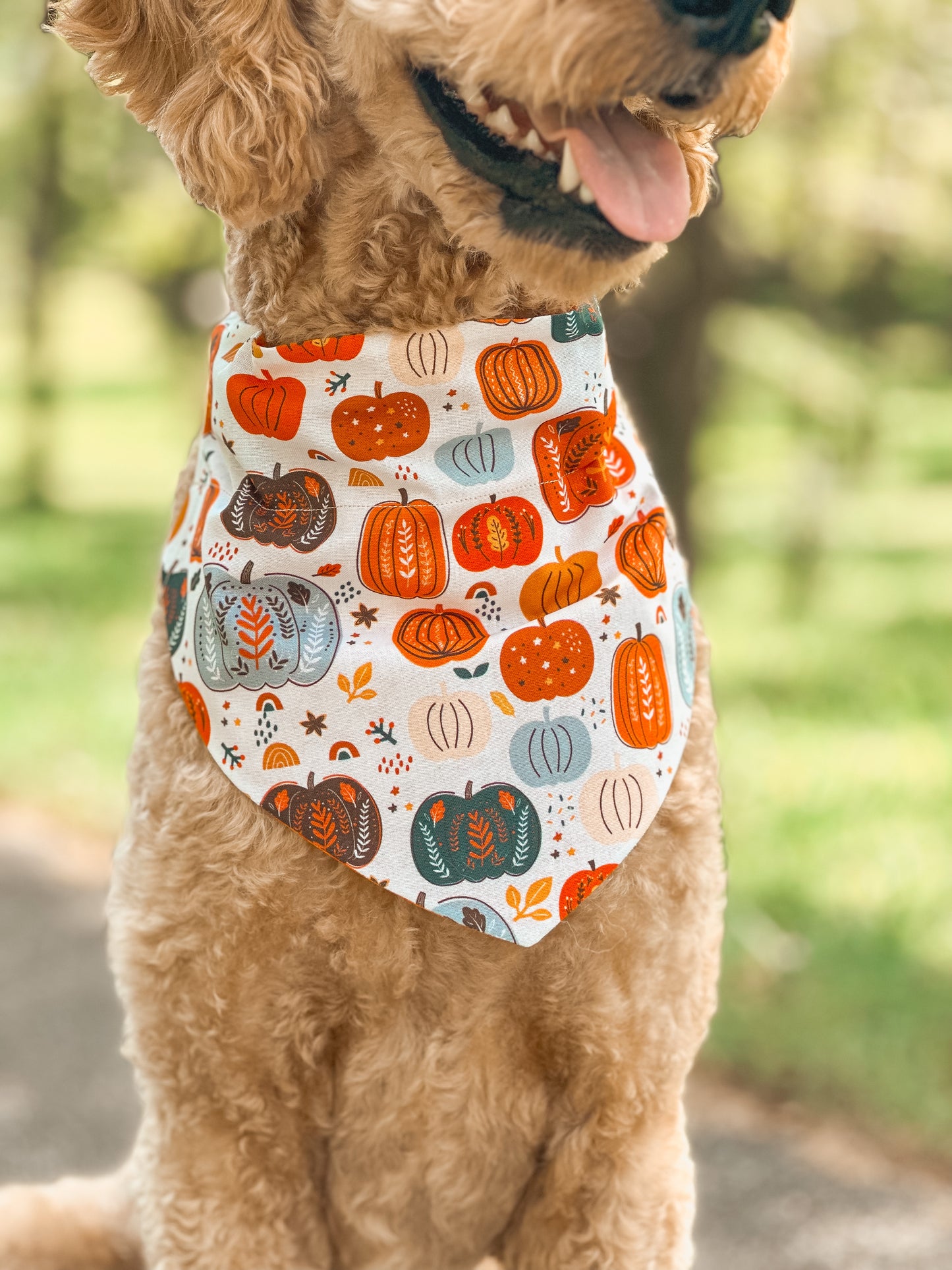 harvest pumpkin