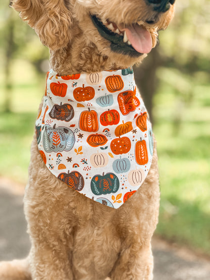 harvest pumpkin