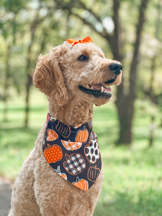 pawpkin patch