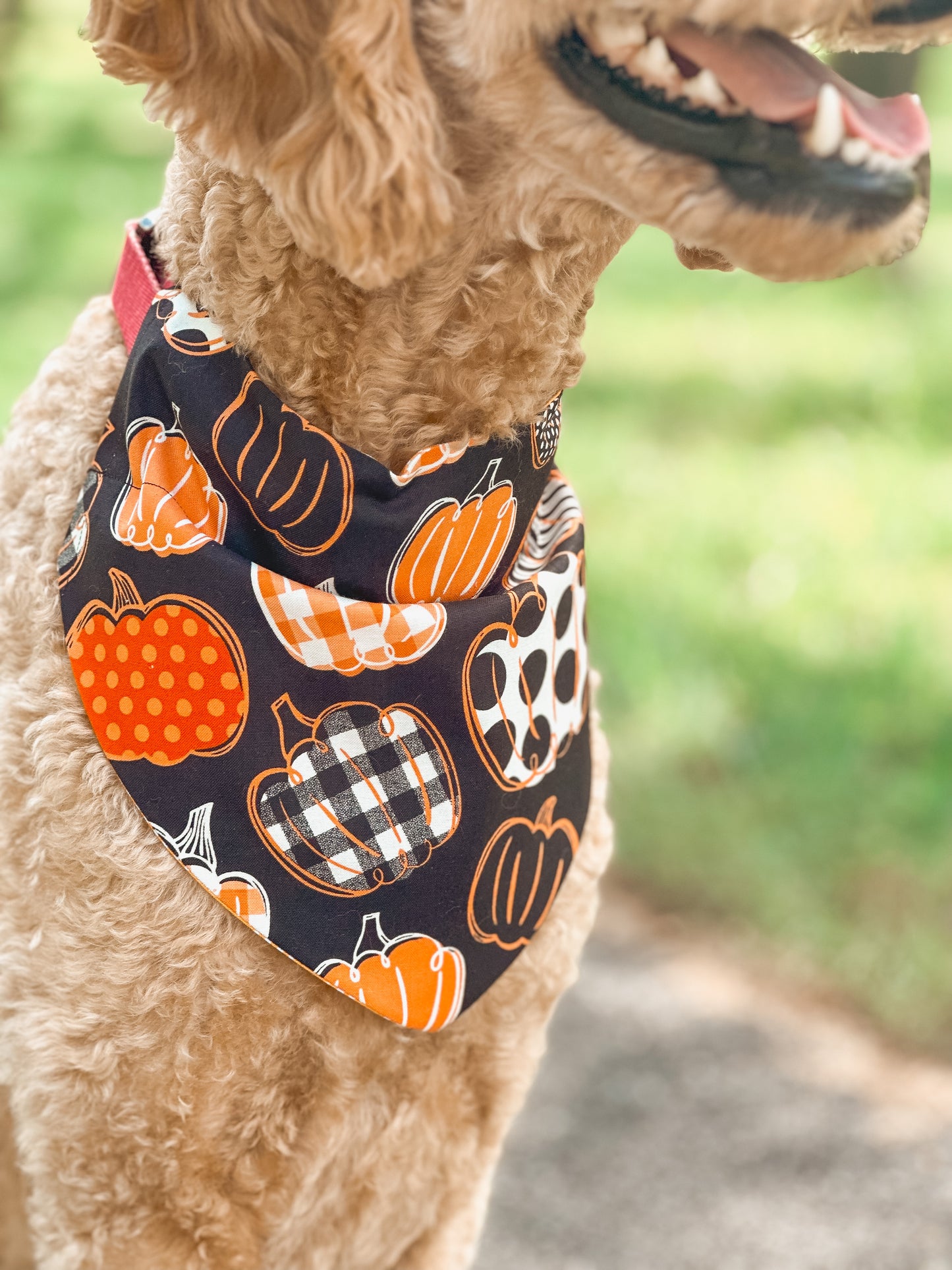 pawpkin patch
