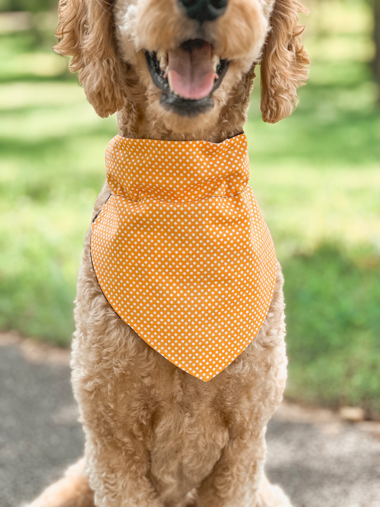 pawpkin patch