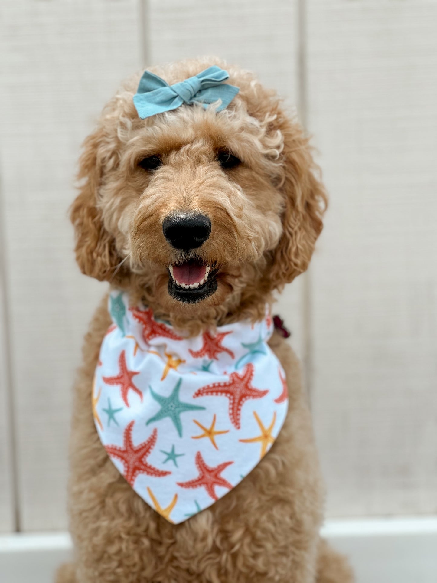 Coastal Paws