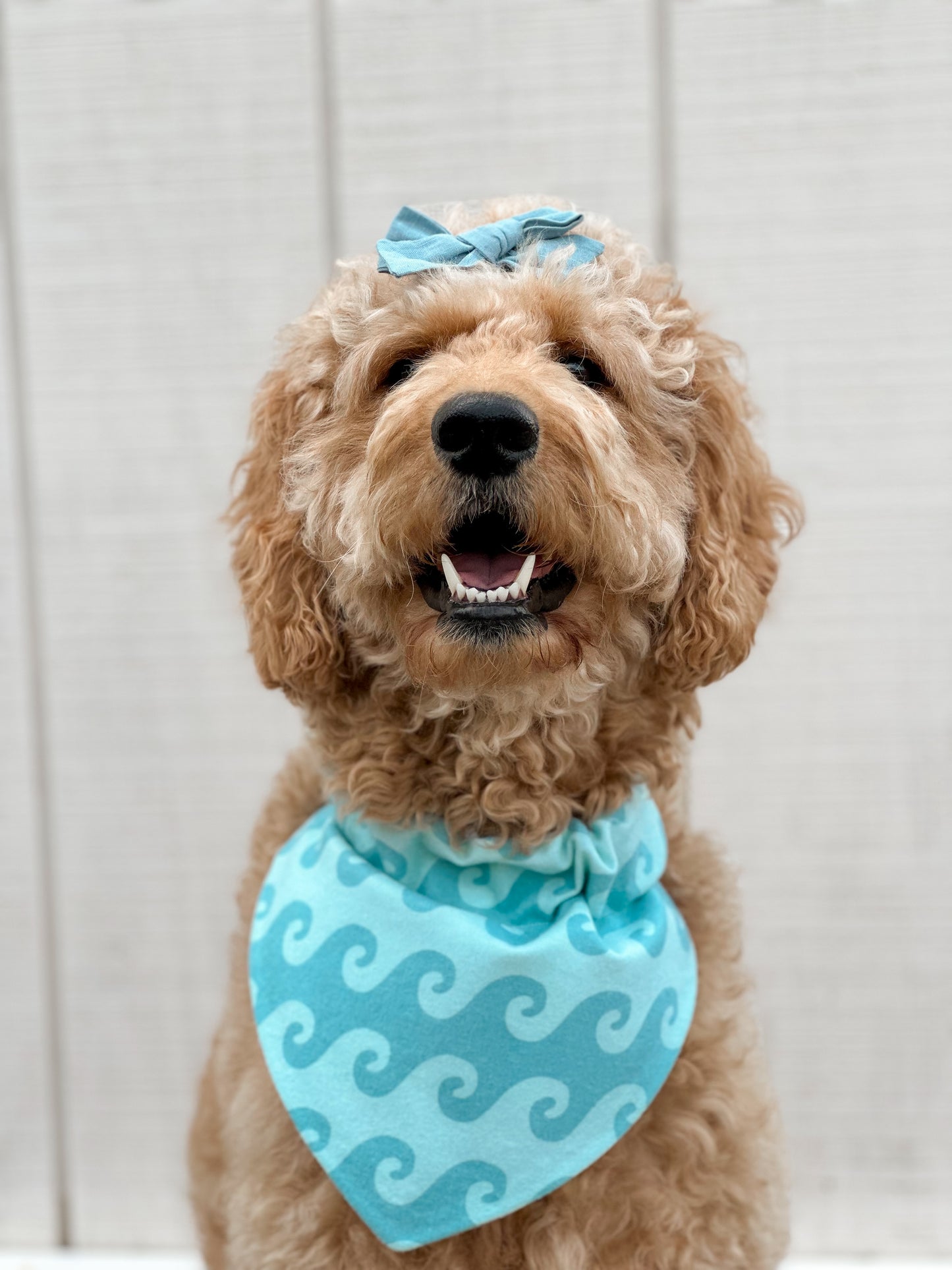 Coastal Paws