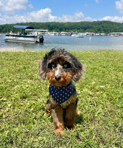 Boat days & Sun rays